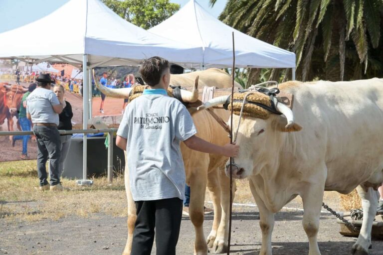 FOTO. La III Semana Canaria de Juegos y Deportes Tradicionales refuerza las modalidades vinculadas al entorno rural con un centenar de escolares de Tenerife (1)