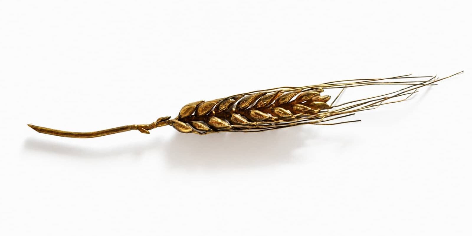 Espiga de oro