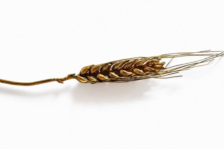 Espiga de oro