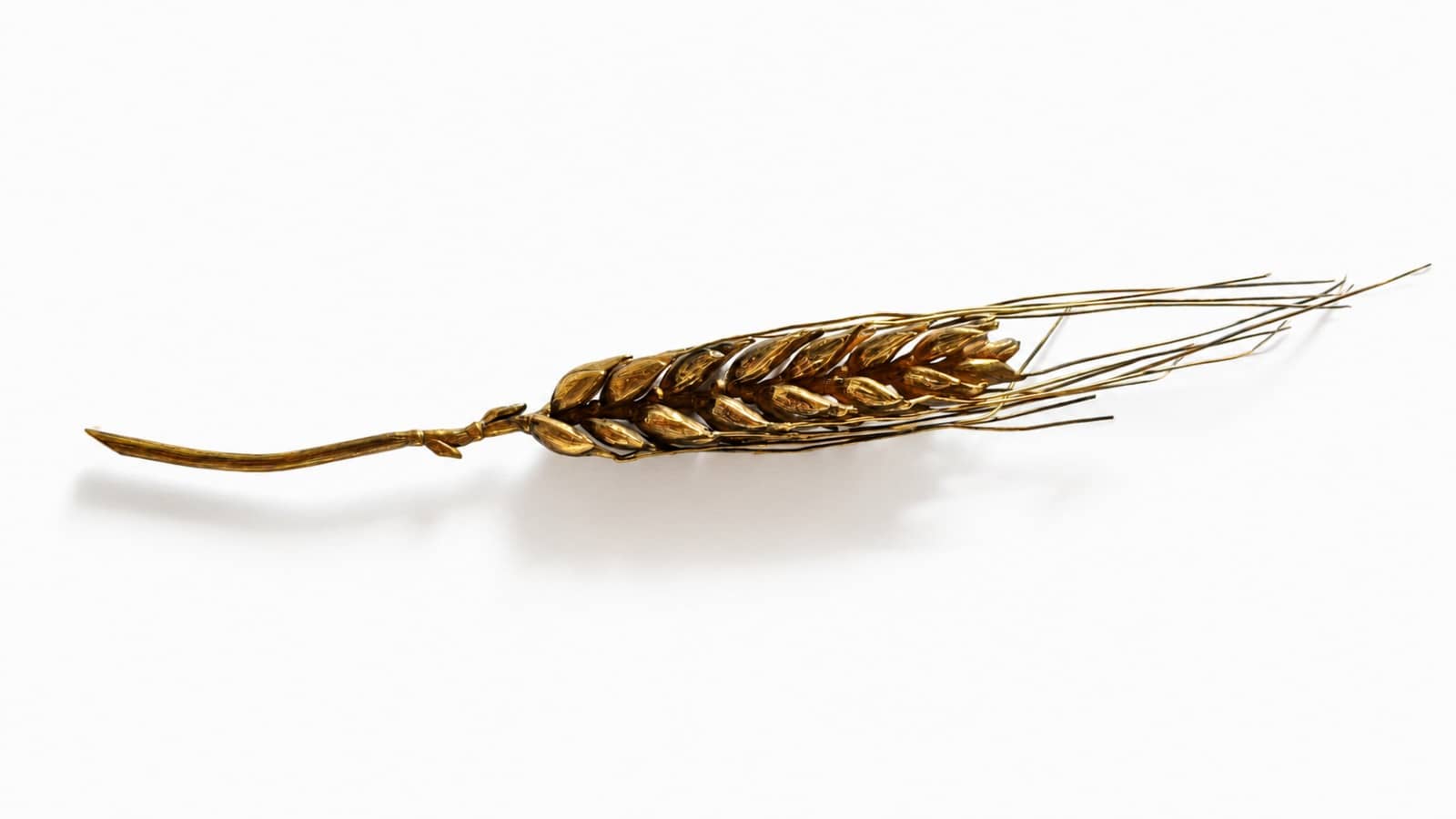 Espiga de oro