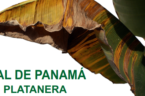 180726 Cartel charlas MAL DE PANAMÁ EN PLATANERA RAZA 4 TROPICAL (TR4) en La Gomera