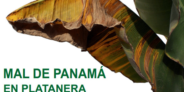 180726 Cartel charlas MAL DE PANAMÁ EN PLATANERA RAZA 4 TROPICAL (TR4) en La Gomera
