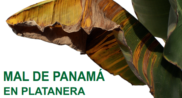 180726 Cartel charlas MAL DE PANAMÁ EN PLATANERA RAZA 4 TROPICAL (TR4) en La Gomera