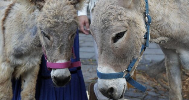 Burros 5