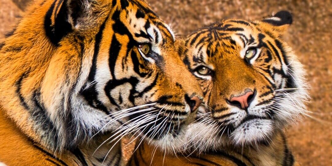 Foto Tigres 2