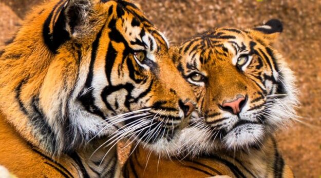 Foto Tigres 2