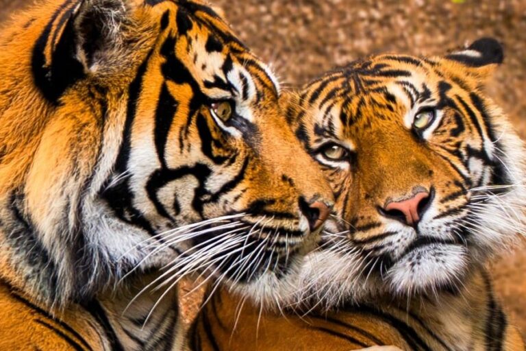 Foto Tigres 2
