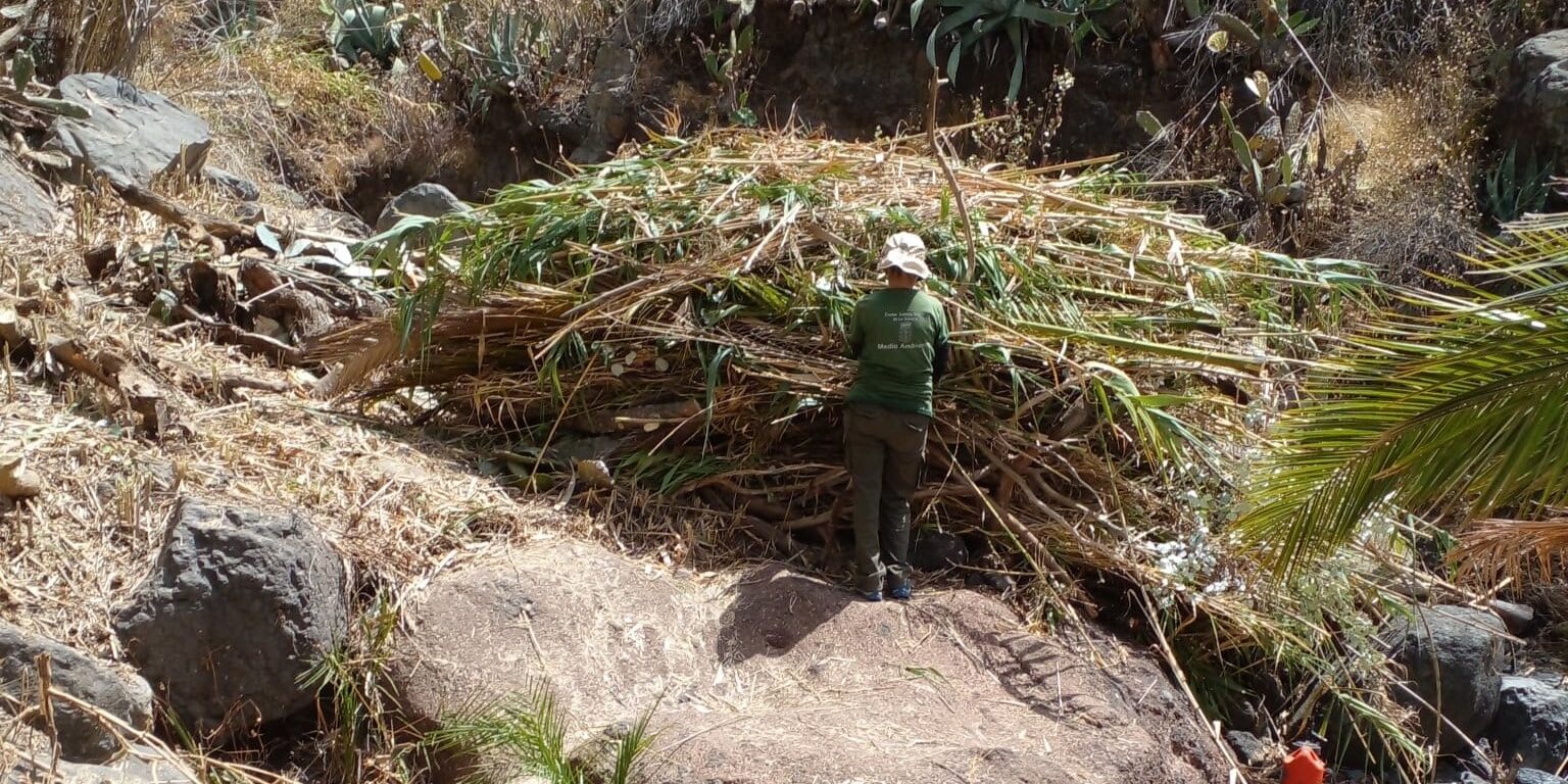 270826 Trabajos de limpieza en el cauce del barranco de Benchijigua a través del proyecto Plánta-te