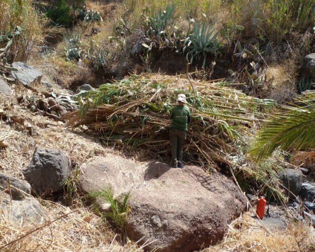 270826 Trabajos de limpieza en el cauce del barranco de Benchijigua a través del proyecto Plánta-te