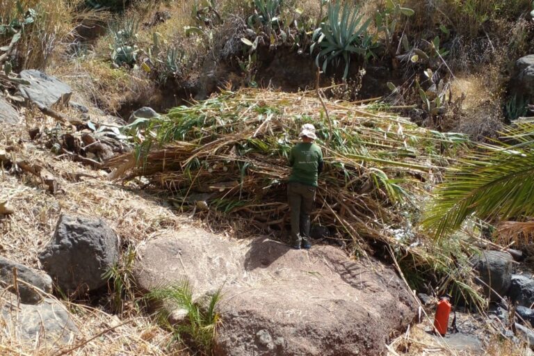 270826 Trabajos de limpieza en el cauce del barranco de Benchijigua a través del proyecto Plánta-te