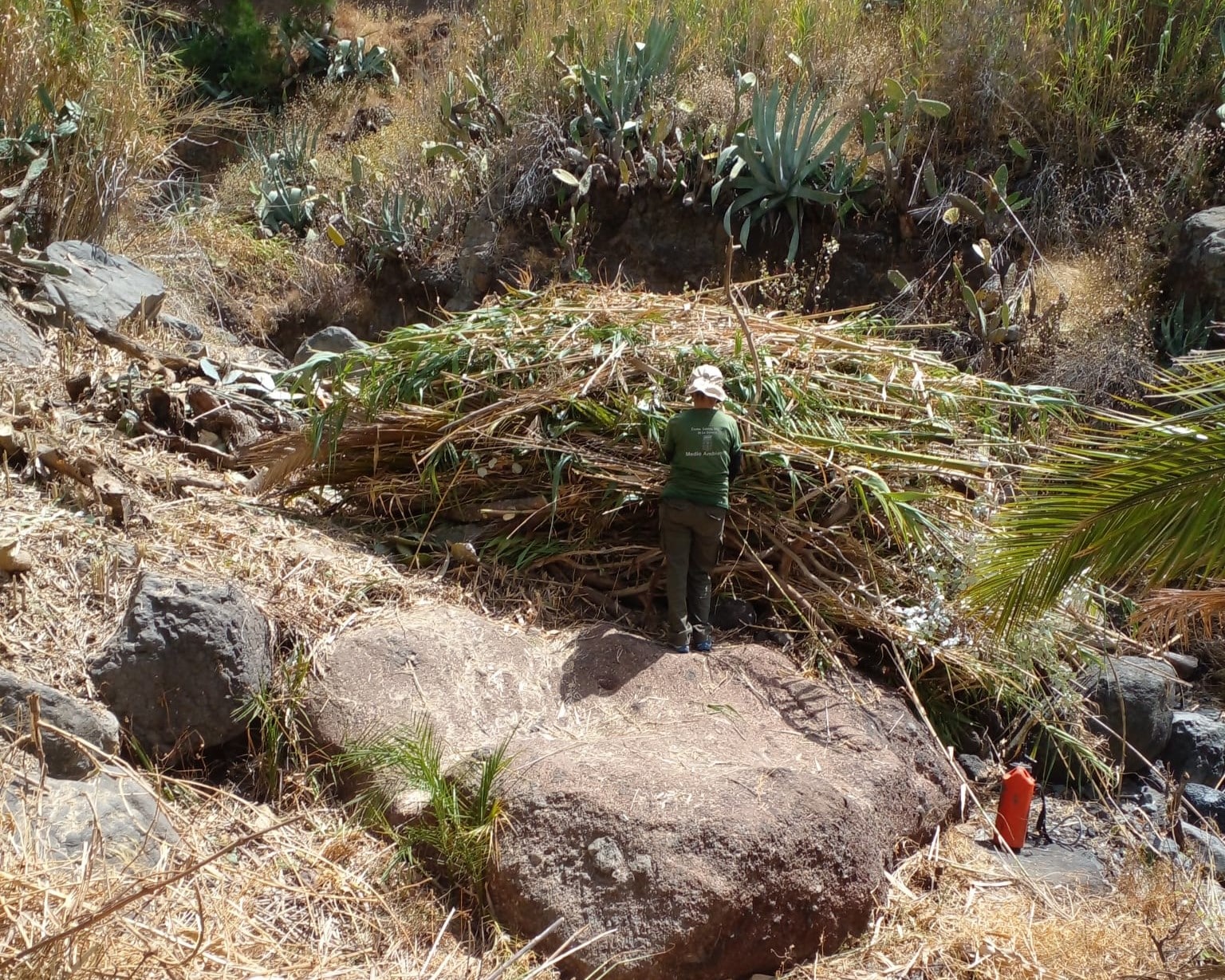 270826 Trabajos de limpieza en el cauce del barranco de Benchijigua a través del proyecto Plánta-te