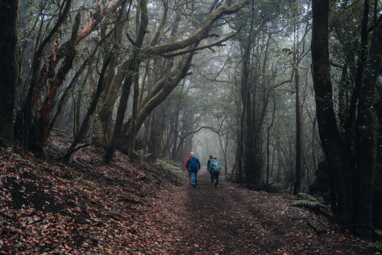 Parque Nacional de Garajonay