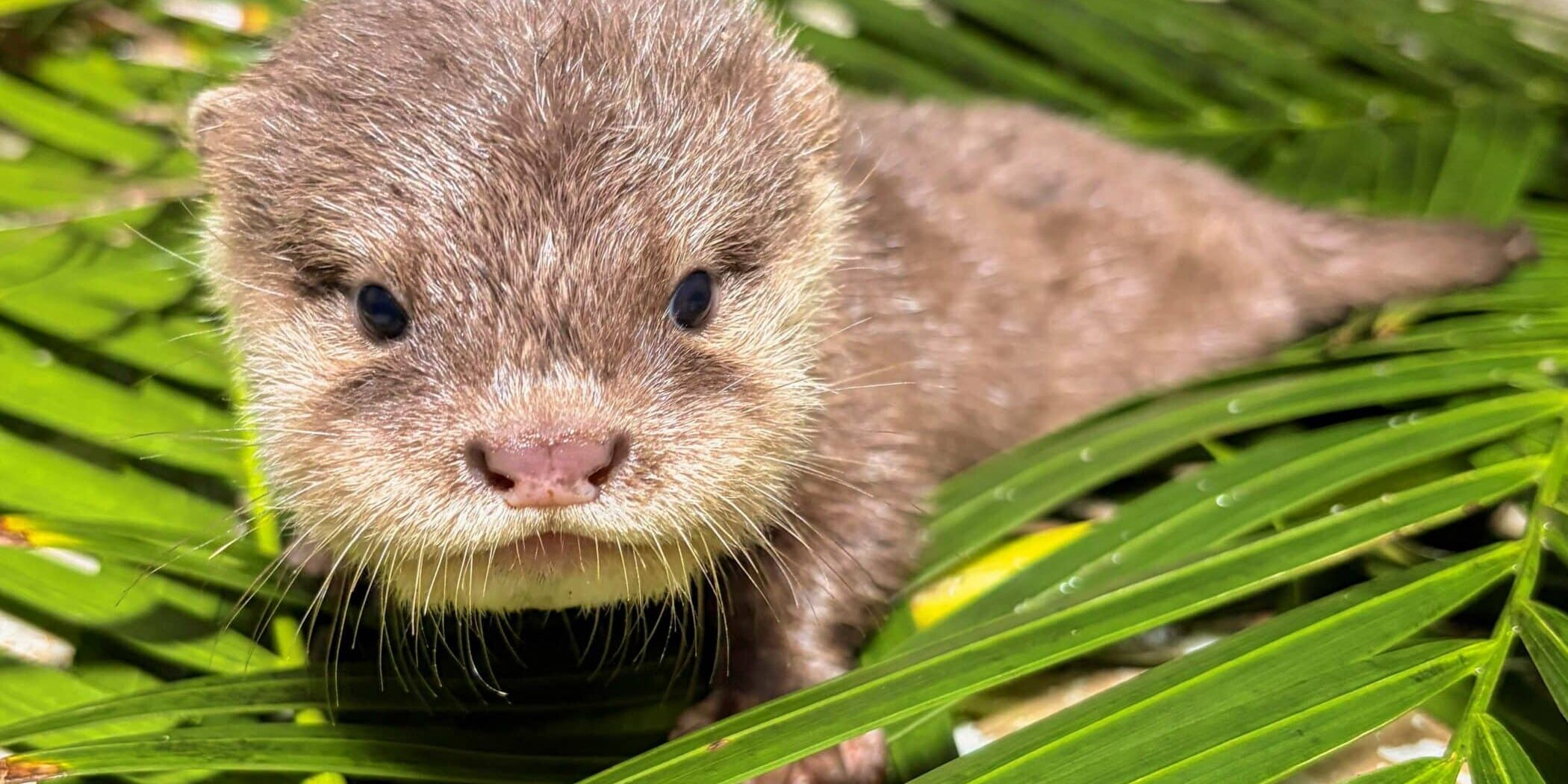 cuatro crías de nutria nacen en Loro Parque