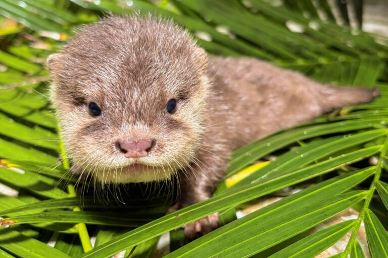 cuatro crías de nutria nacen en Loro Parque