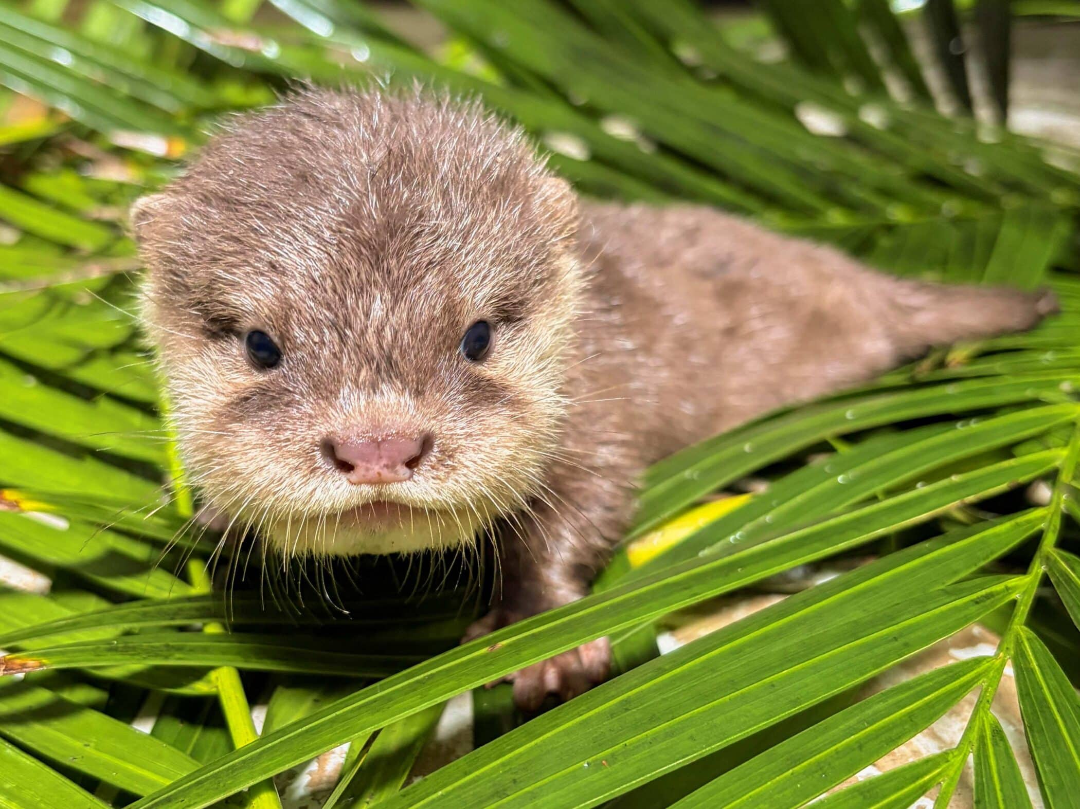 cuatro crías de nutria nacen en Loro Parque
