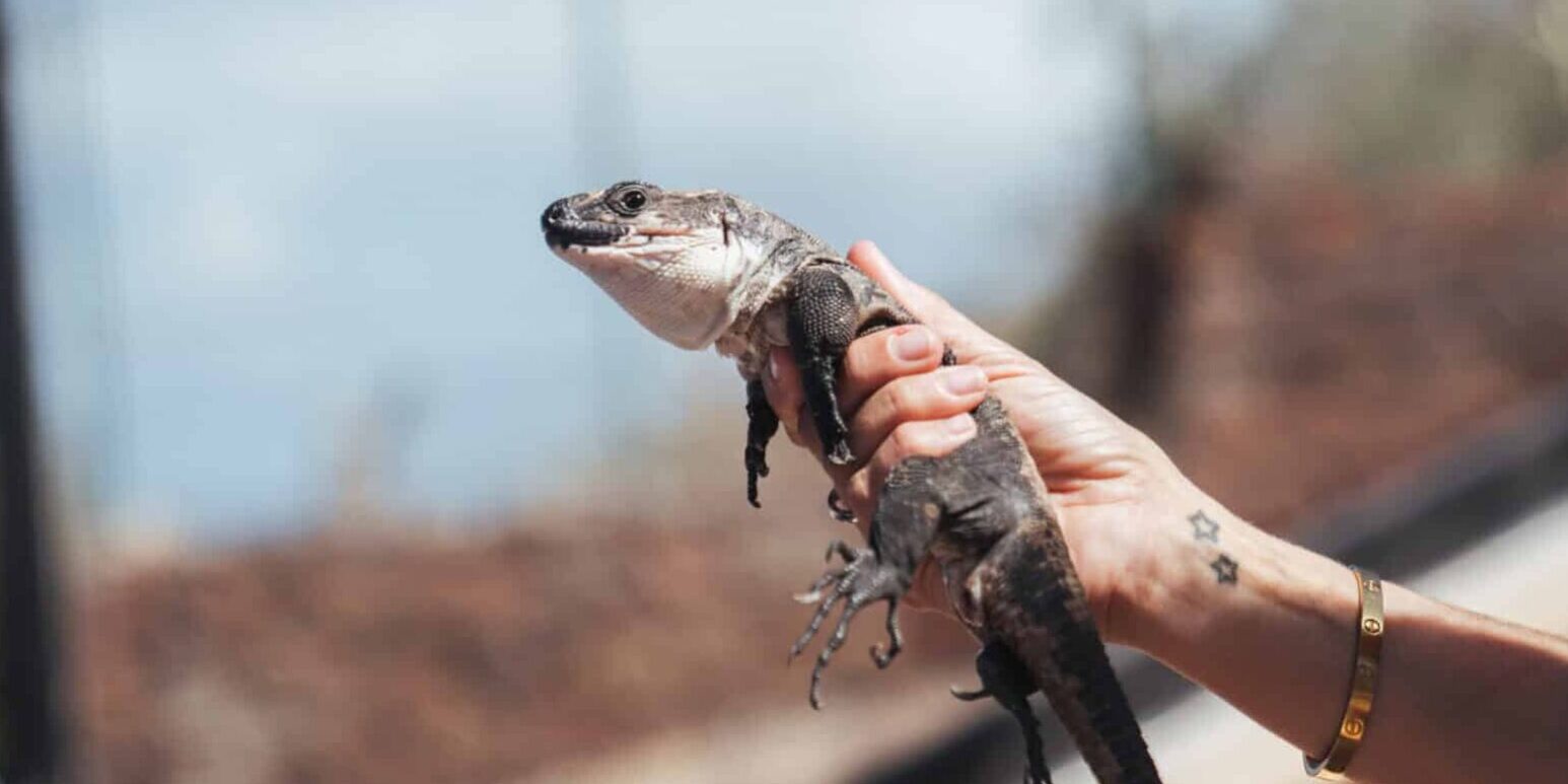 250926 Un ejemplar de Lagarto Gigante de La Gomera