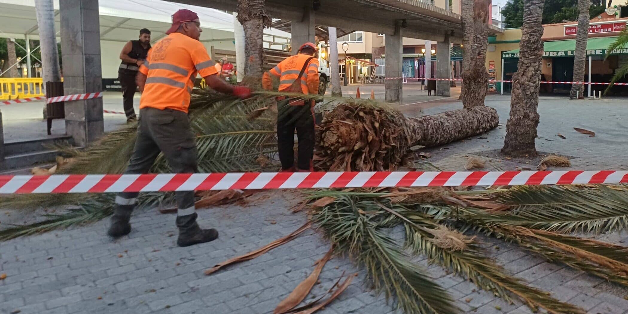 PALMERA 02 1
