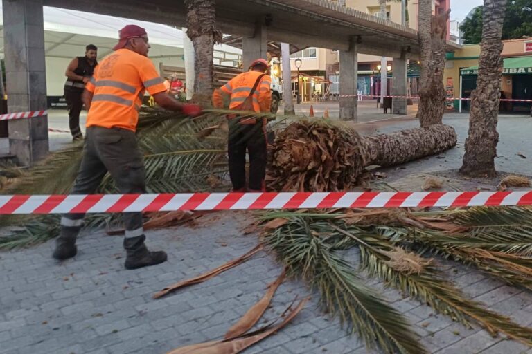 PALMERA 02 1