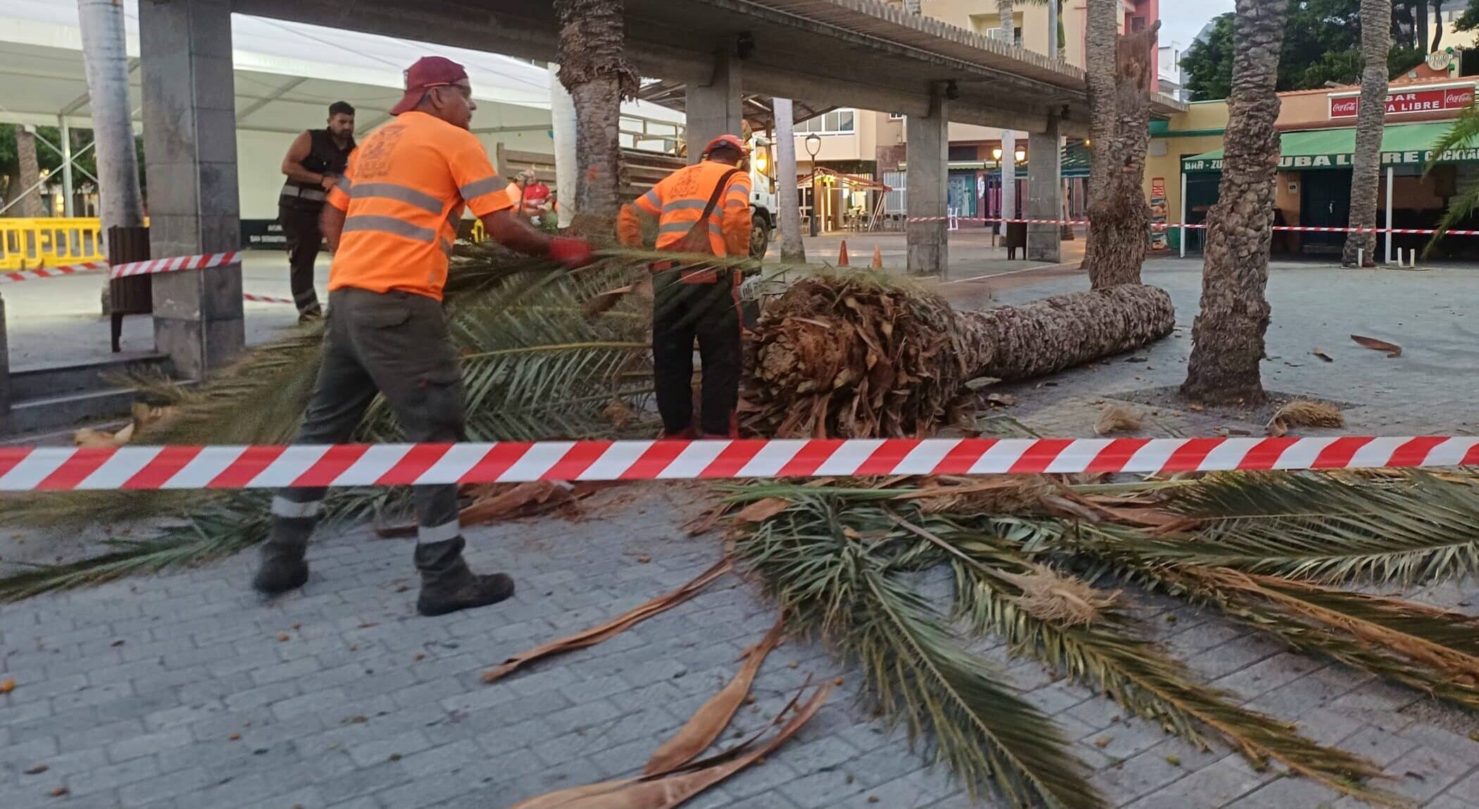 PALMERA 02 1