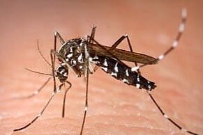 SANIDAD INFORMA DE LA DETECCIÓN DE EJEMPLARES DE AEDES ALBOPICTUS EN LA ISLA DE LA GOMERA 29-9-26