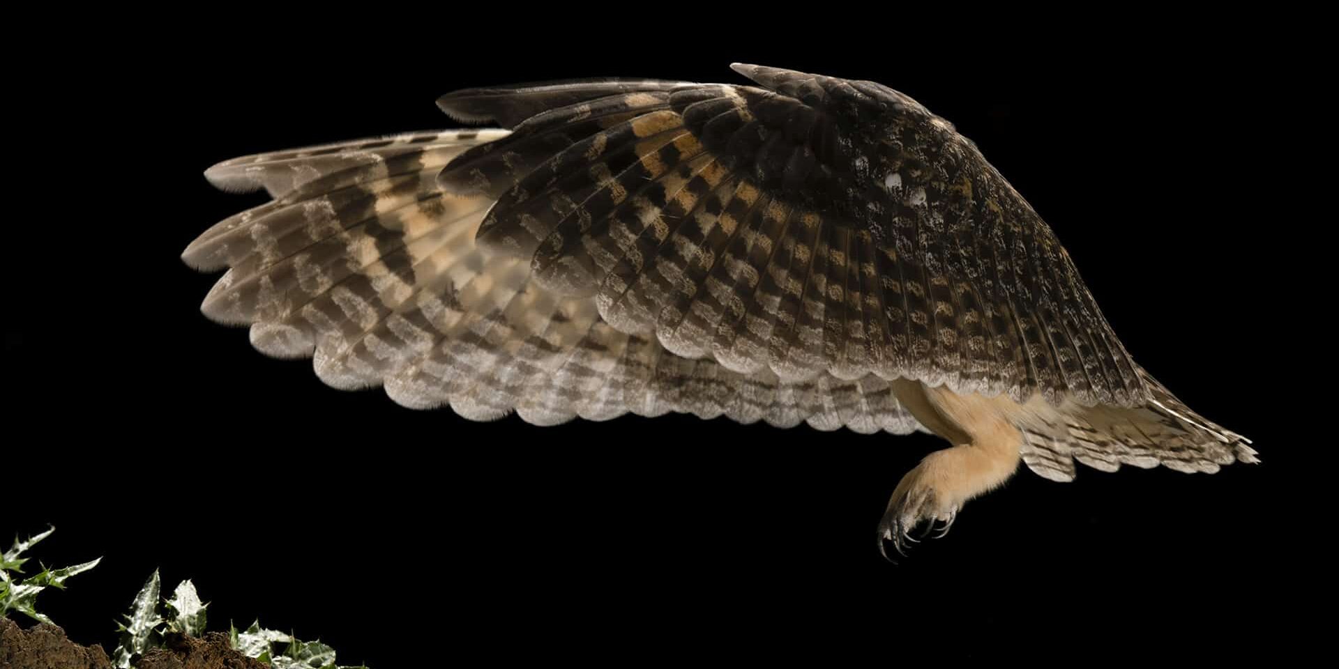03 Sebastiaěn Francisco Pageěs Gonzaělez – Islas Canarias – Territorio limitado, avifauna sin liěmites