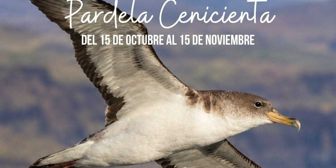 PUERTOS CANARIOS PROMUEVE UN APAGADO DE TRES HORAS EN LAS NIEVES PARA PROTEGER A LA PARDELA CENICIENTA 30-10-26