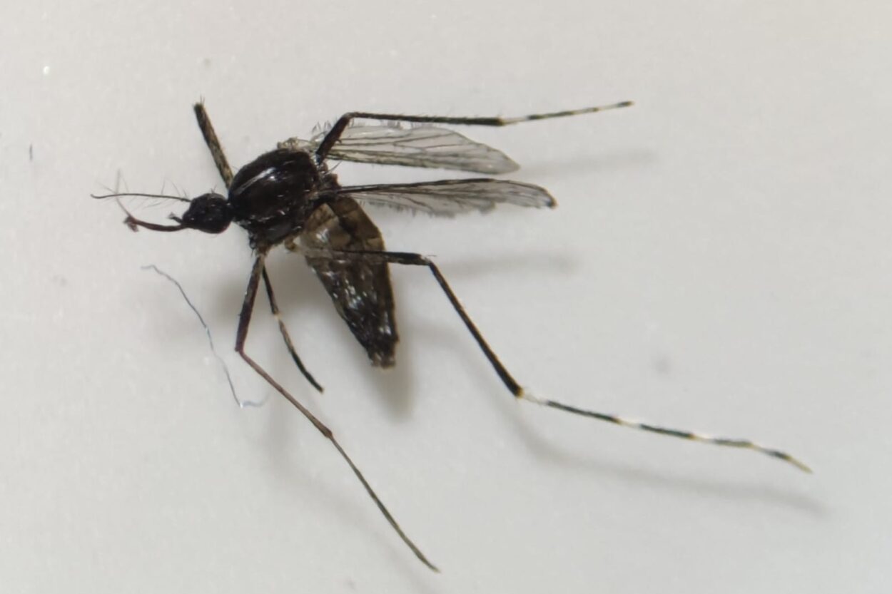 SANIDAD INFORMA DE LA DETECCIÓN DE EJEMPLARES DE AEDES ALBOPICTUS EN GRAN CANARIA 1-10-26